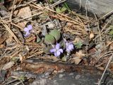 Viola sacchalinensis