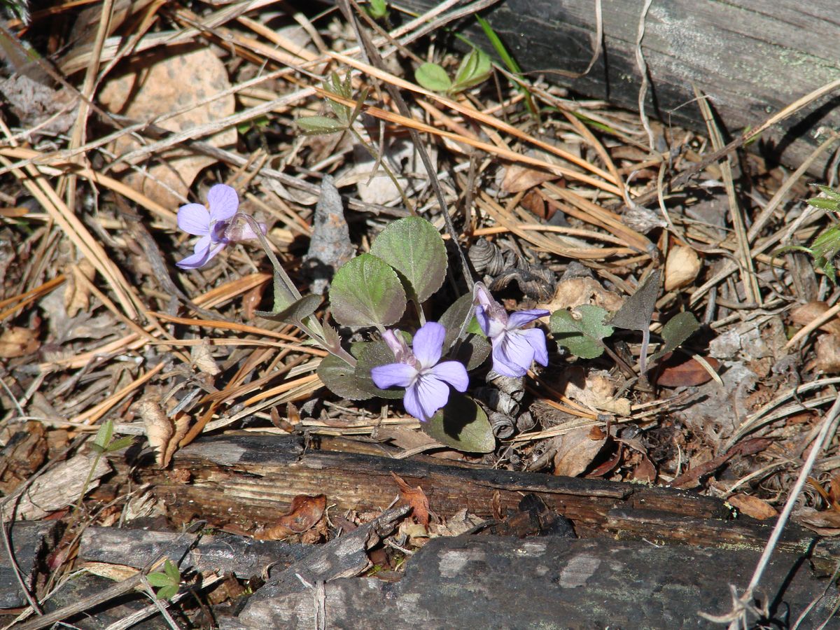 Изображение особи Viola sacchalinensis.