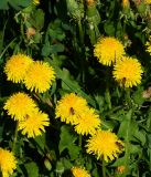 Taraxacum officinale