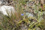 Gentiana pseudoaquatica