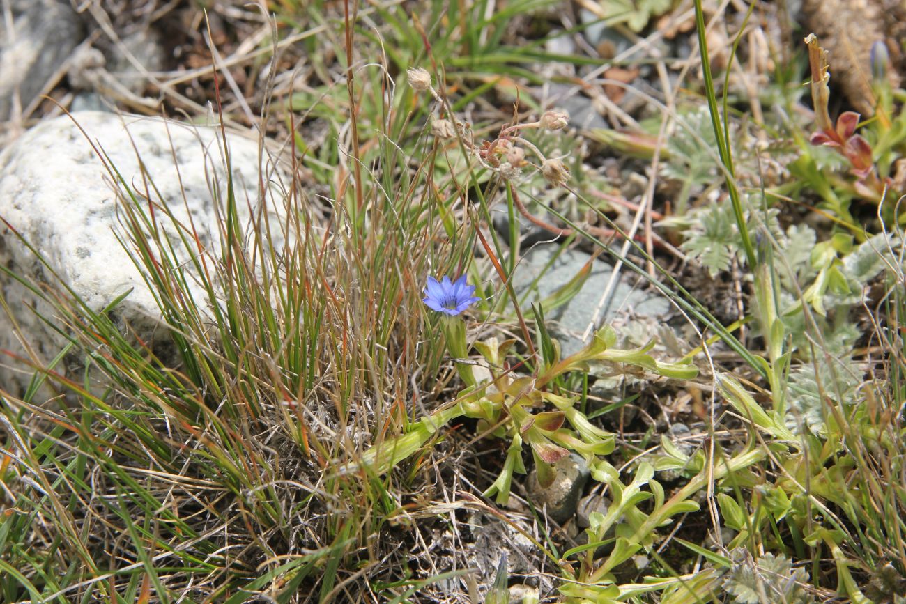 Изображение особи Gentiana pseudoaquatica.