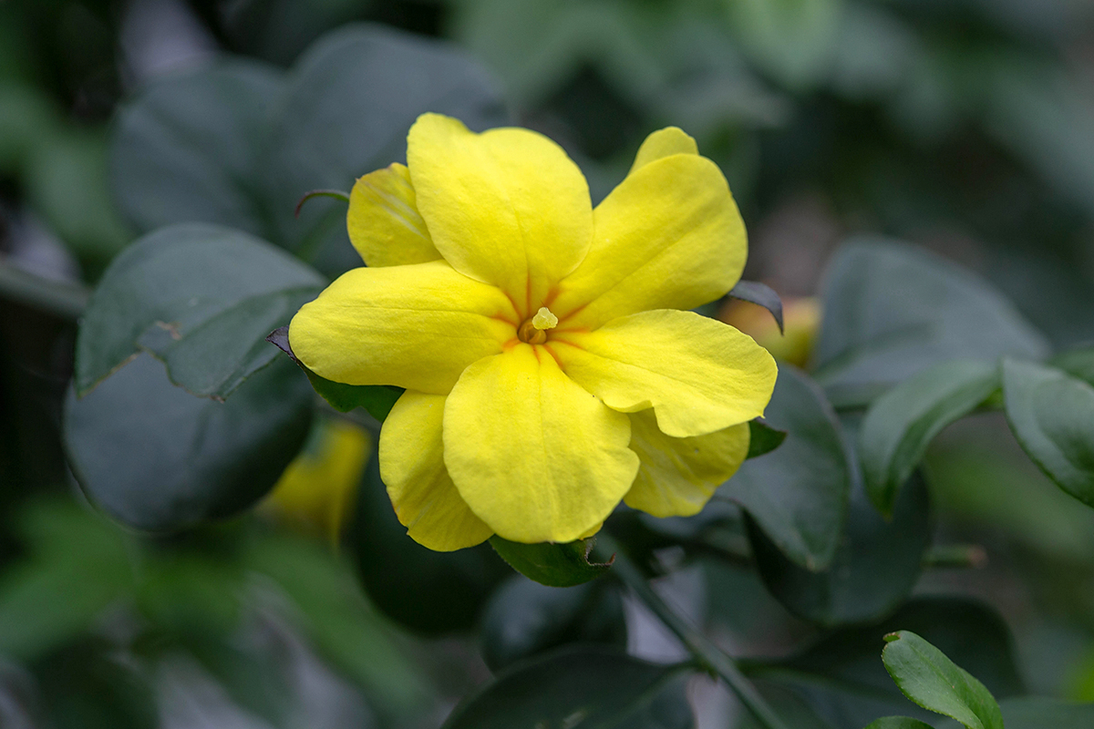 Image of Jasminum mesnyi specimen.