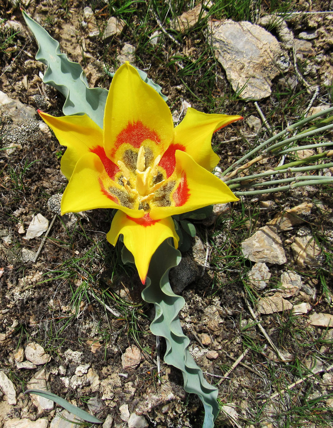 Изображение особи Tulipa alberti.