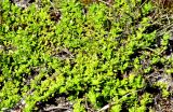 Herniaria glabra