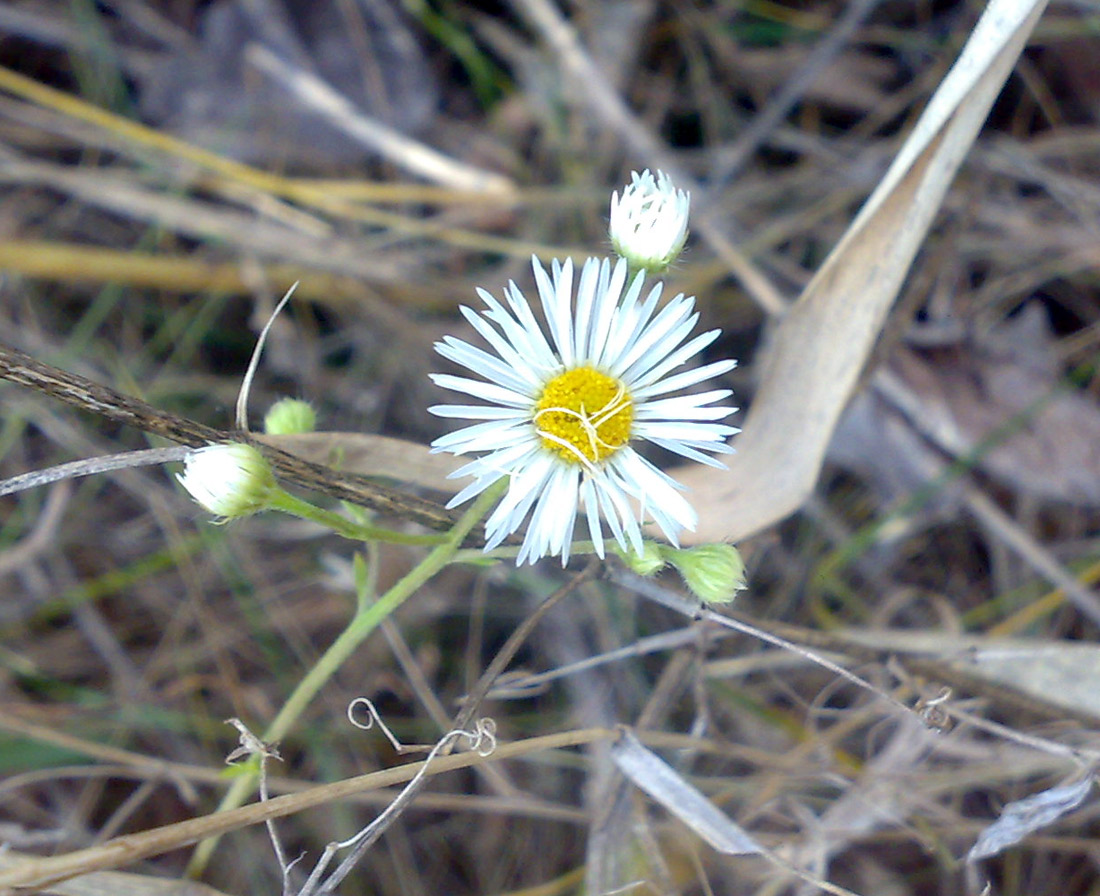 Изображение особи Erigeron annuus.