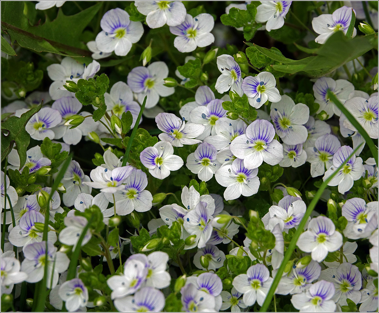 Изображение особи Veronica filiformis.