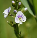 Veronica serpyllifolia. Цветок. Калужская обл., Боровский р-н, окр. деревни Марьино, луг. 7 июня 2022 г.