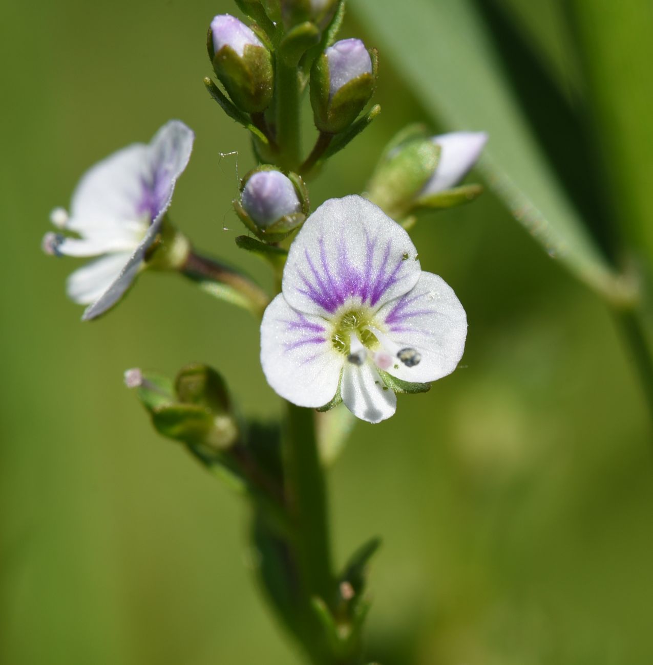 Image of Veronica serpyllifolia specimen.