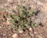 Ononis reclinata ssp. minor