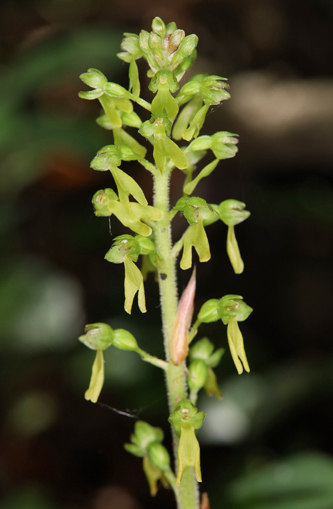 Изображение особи Listera ovata.