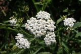 Achillea millefolium