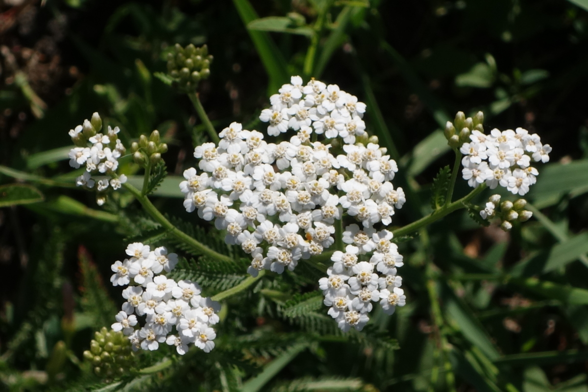 Image of Achillea millefolium specimen.