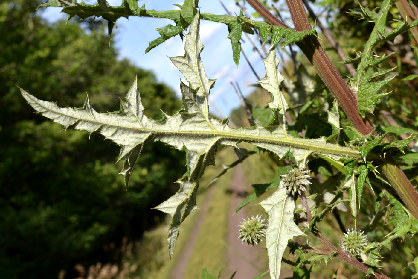 Image of Echinops sphaerocephalus specimen.