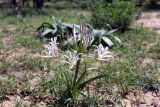 genus Crinum. Цветущее растение. Намибия, обл. Кунене, р-н Этонго, в 2 км на запад от деревни Okaanga. 20.01.2010.