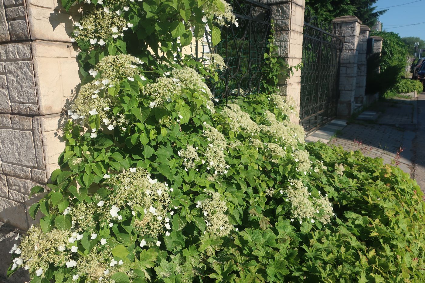 Image of Hydrangea petiolaris specimen.