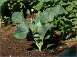 Brassica oleracea var. botrytis