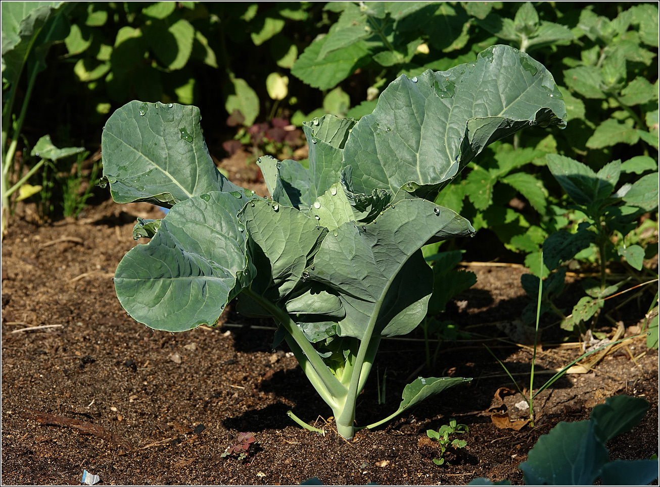 Изображение особи Brassica oleracea var. botrytis.