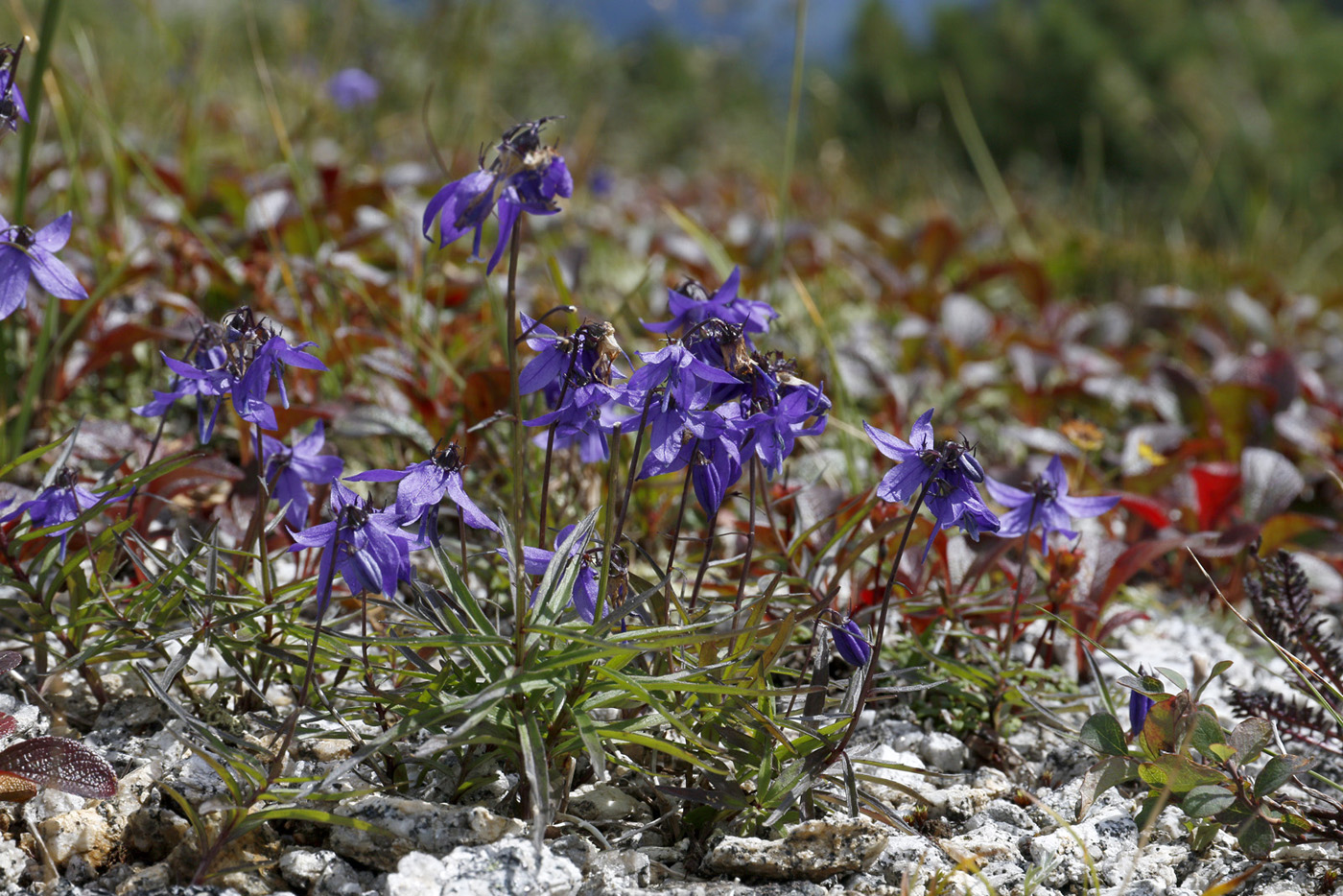 Изображение особи семейство Campanulaceae.