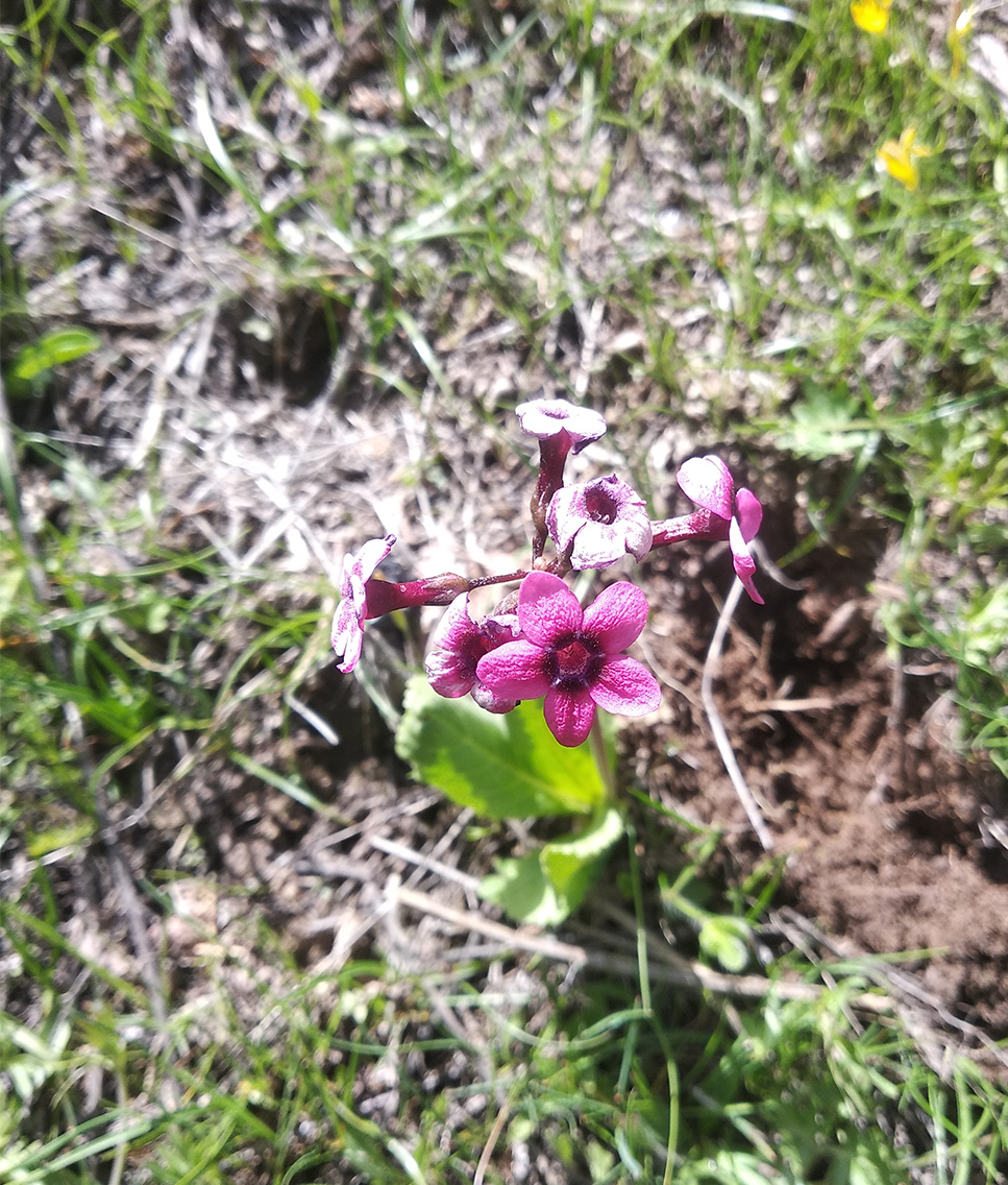 Image of Primula fedtschenkoi specimen.