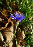 Centaurea cyanus