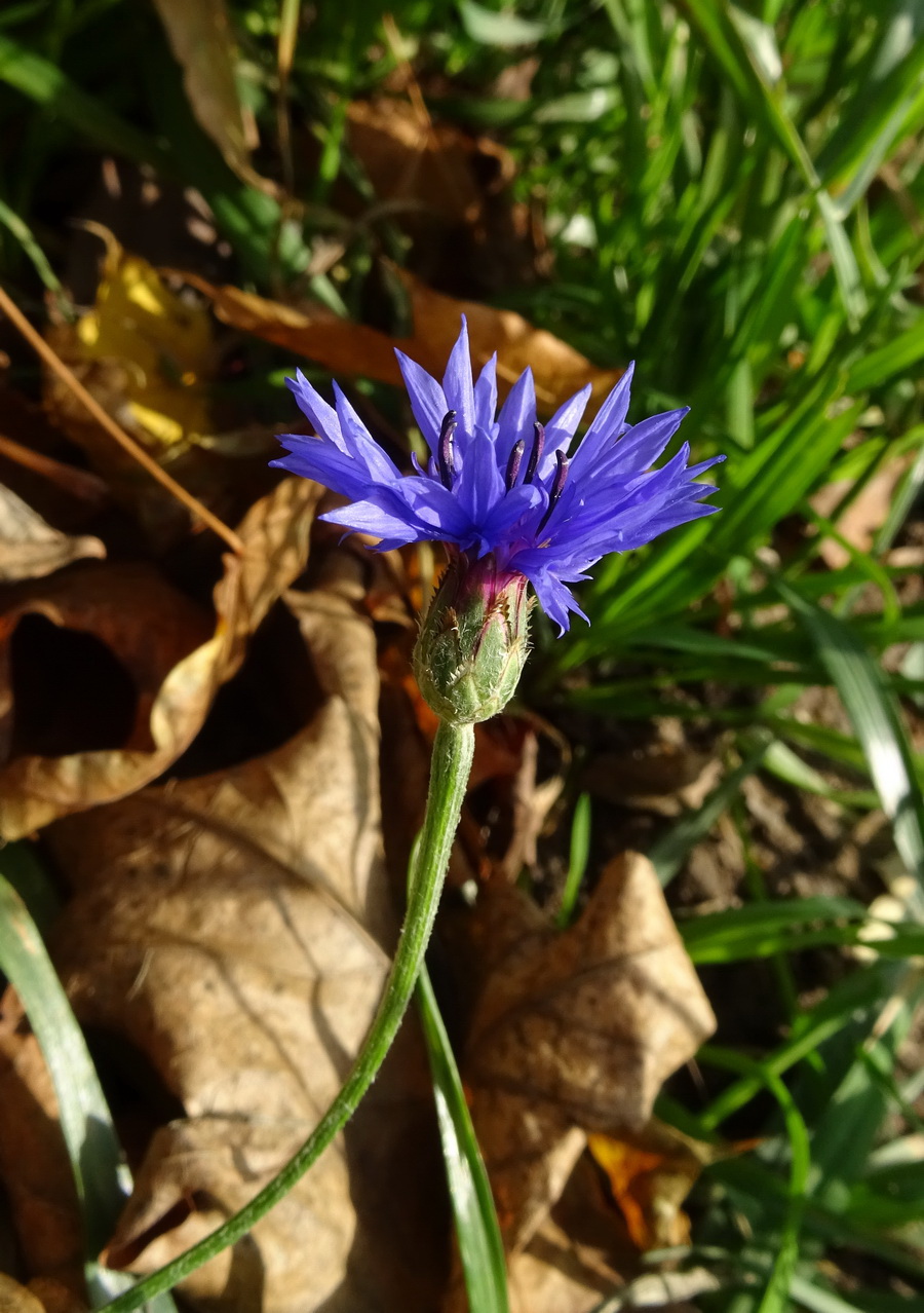 Image of Centaurea cyanus specimen.