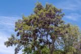 Bolusanthus speciosus