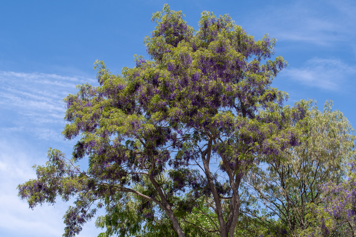 Image of Bolusanthus speciosus specimen.