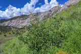 Aconogonon alpinum
