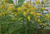 Solidago gigantea