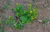Potentilla chinensis