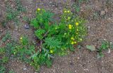 Potentilla chinensis. Цветущее растение. Приморье, окр. г. Находка, мыс Астафьева, окр. скалы Бахирева, подножие склона, на тропе. 06.08.2021.