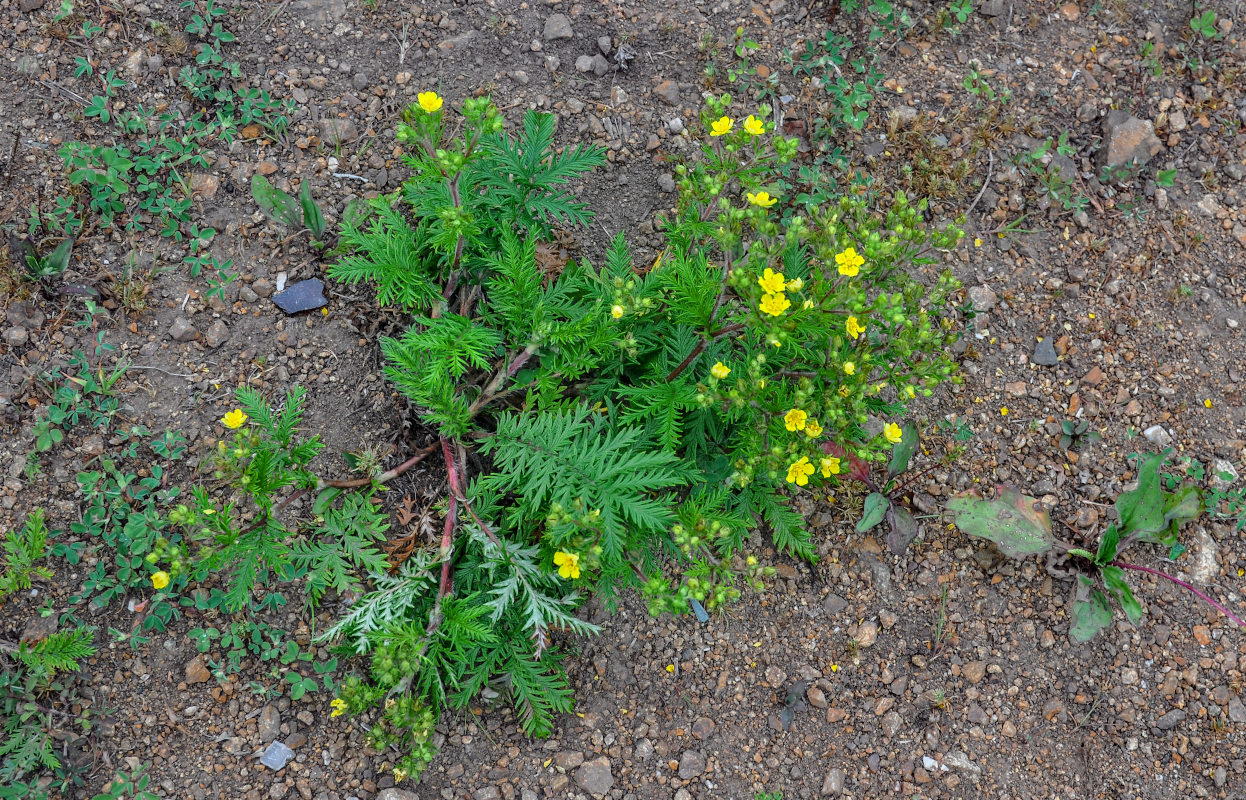 Изображение особи Potentilla chinensis.