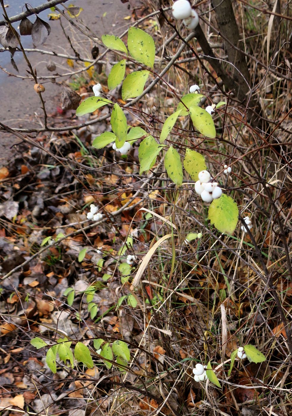 Image of Symphoricarpos albus var. laevigatus specimen.