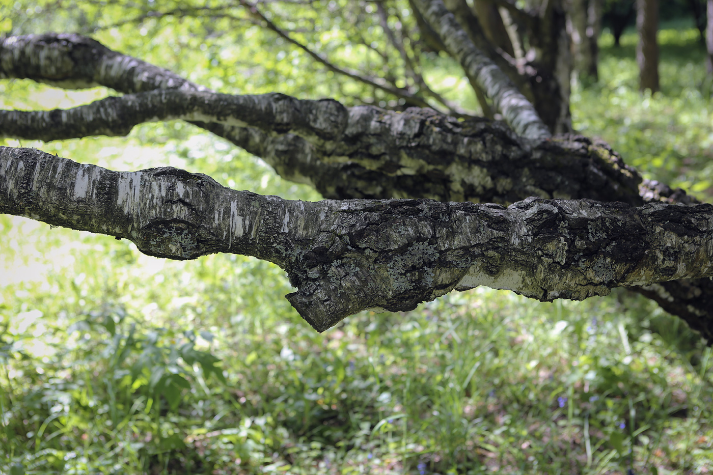 Image of Betula pendula var. carelica specimen.