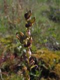 Pedicularis nasuta