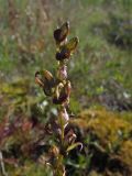 Pedicularis nasuta. Часть незрелого соплодия. Магаданская обл., Ольский р-н, руч. Наледный, закустаренный увлажнённый участок. 19.07.2020.