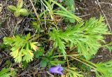 Artemisia arctica. Прикорневые листья (рядом цветущий Campanula lasiocarpa). Камчатский край, Елизовский р-н, природный парк \"Южно-Камчатский\", Вилючинский перевал. 18.08.2022.