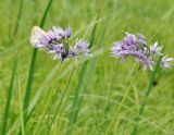 Allium maximowiczii