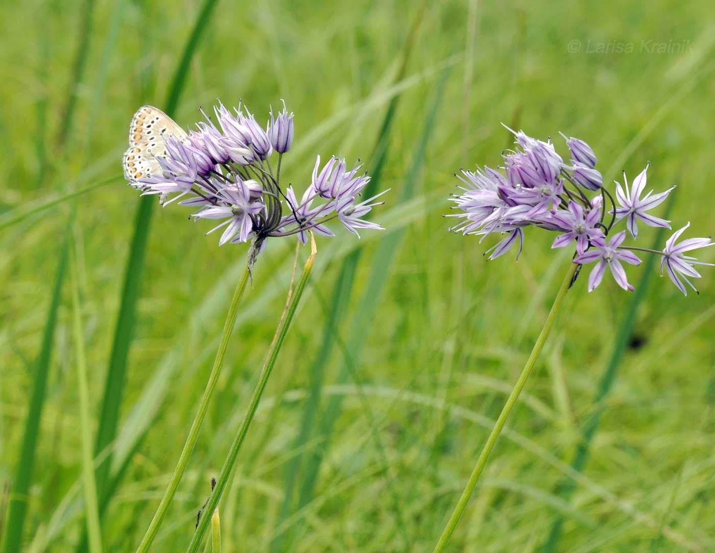 Image of Allium maximowiczii specimen.