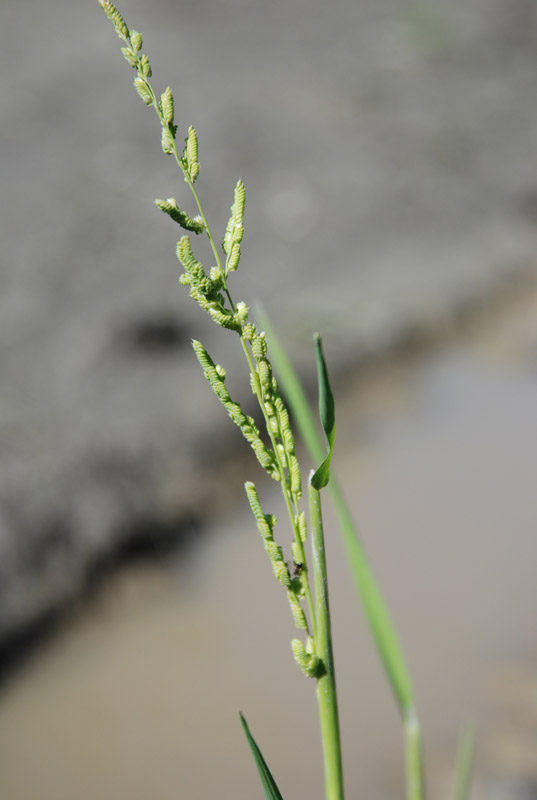 Image of Beckmannia syzigachne specimen.