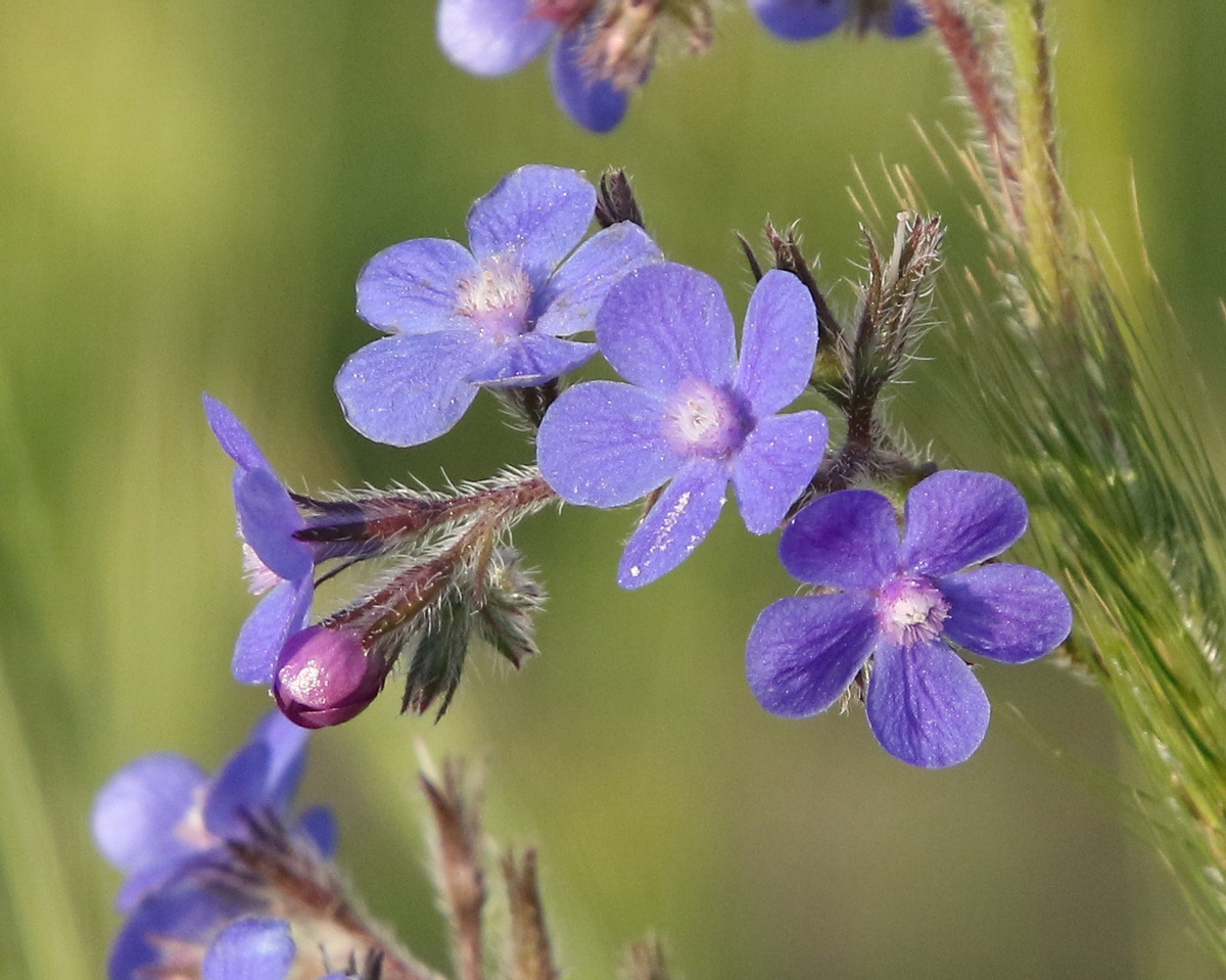 Image of Anchusa azurea specimen.