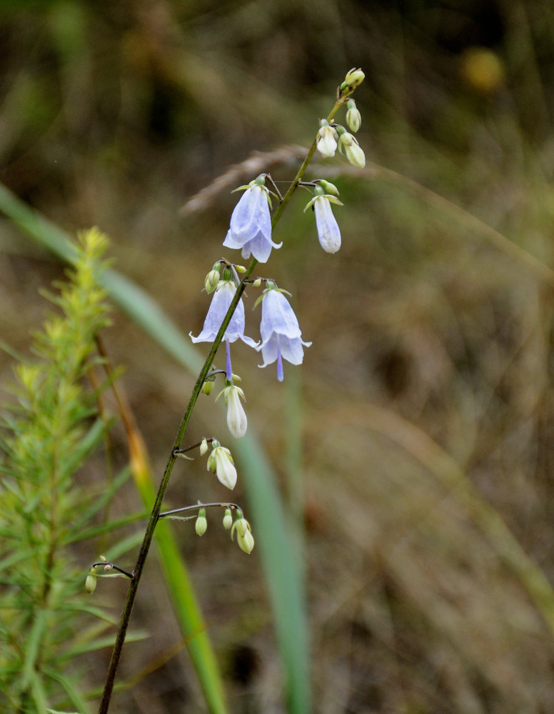 Image of Adenophora pereskiifolia specimen.