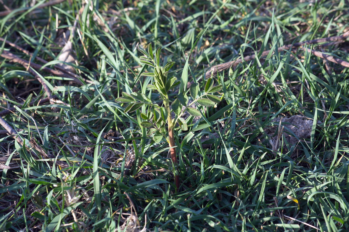 Image of genus Glycyrrhiza specimen.