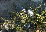 Blitum virgatum. Цветущее растение. Алтай, плоскогорье Укок, долина р. Ак-Алаха, ≈ 2200 м н.у.м., каменистый склон. 24.07.2010.
