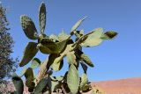 Opuntia ficus-indica. Ветви плодоносящего растения. Марокко, обл. Драа - Тафилалет, г. Тингир, в культуре. 02.01.2023.