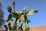 Opuntia ficus-indica