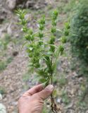 Lallemantia peltata