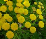 Tanacetum vulgare. Часть соцветия. Московская обл., ГО Подольск, мкр-н Климовск, просека под ЛЭП. 19.07.2023.