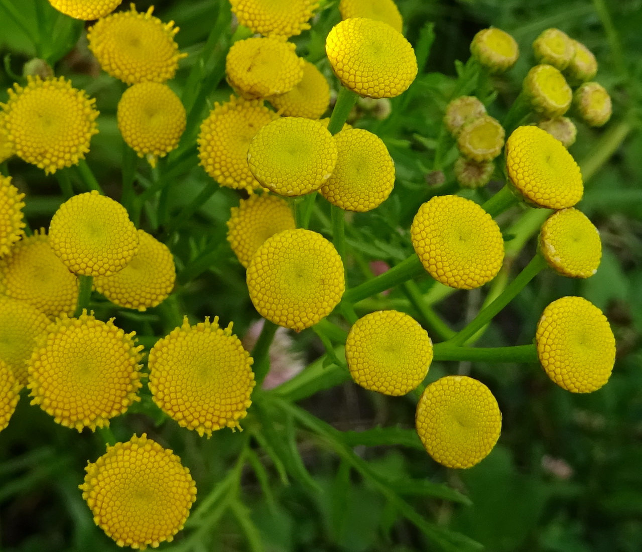 Изображение особи Tanacetum vulgare.