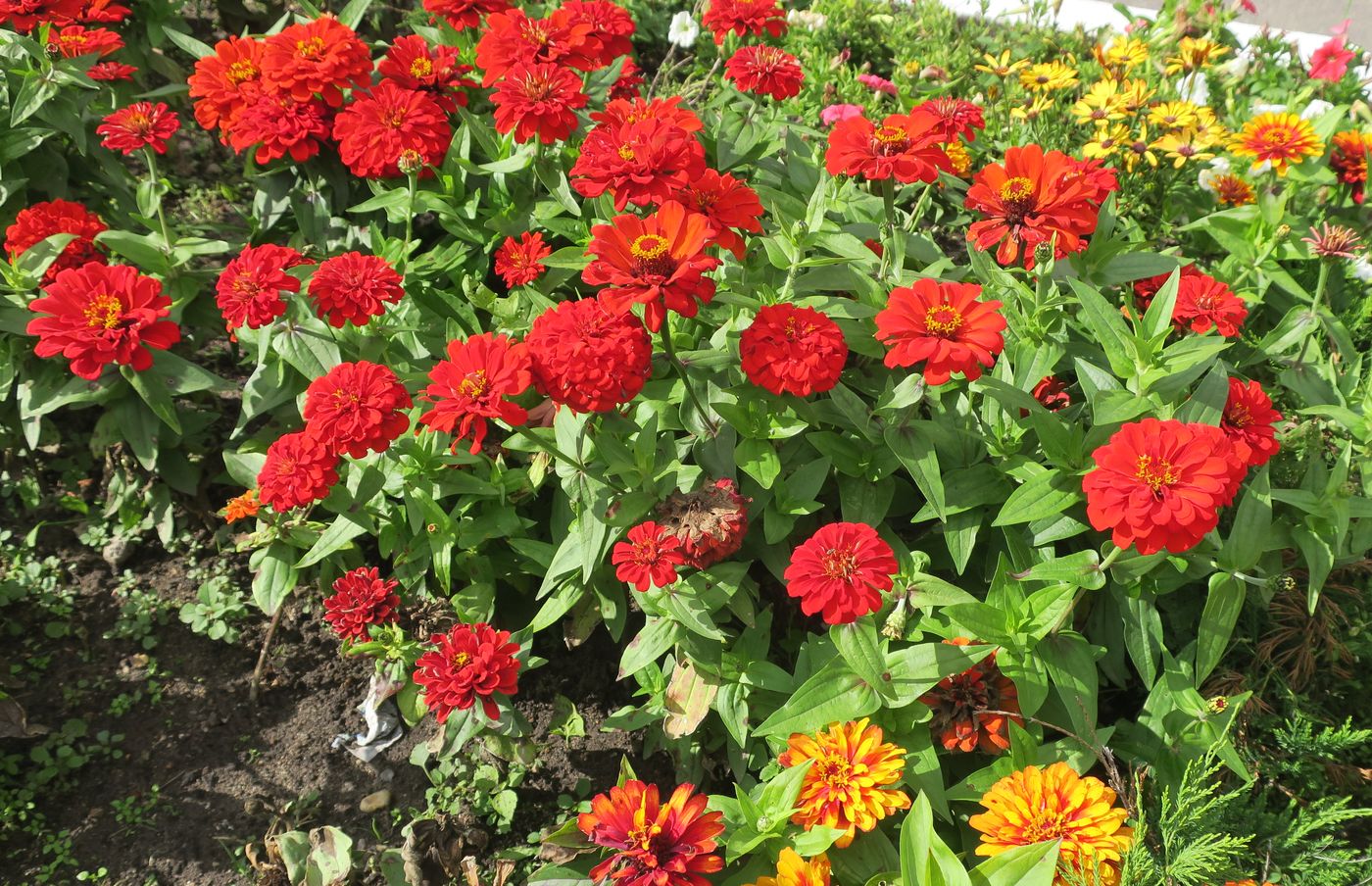 Image of Zinnia elegans specimen.